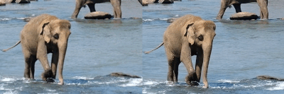 Una comparación lado a lado del metraje de un elefante bebé.